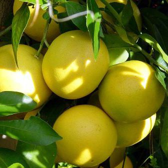 Grapefruit Pink Essential Oil  - Citrus paradisi - Mexico - 5ml | Aromatherapy Essential Oils | Access Possibilities