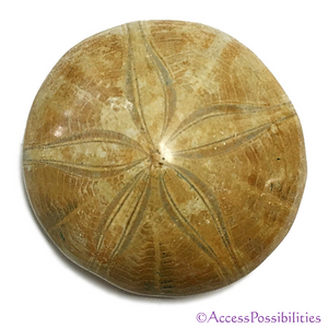 Polished Sand Dollar Fossil From Madagascar AKA Sea Urchin Fossils | Access Possibilities