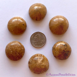 Polished Sand Dollar Fossils From Madagascar AKA Sea Urchin Fossils | Access Possibilities