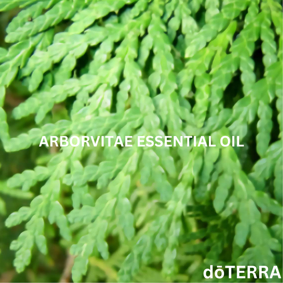 dōTERRA Arborvitae Essential Oil - 5 ml | Aromatherapy Essential Oils | Access Possibilities