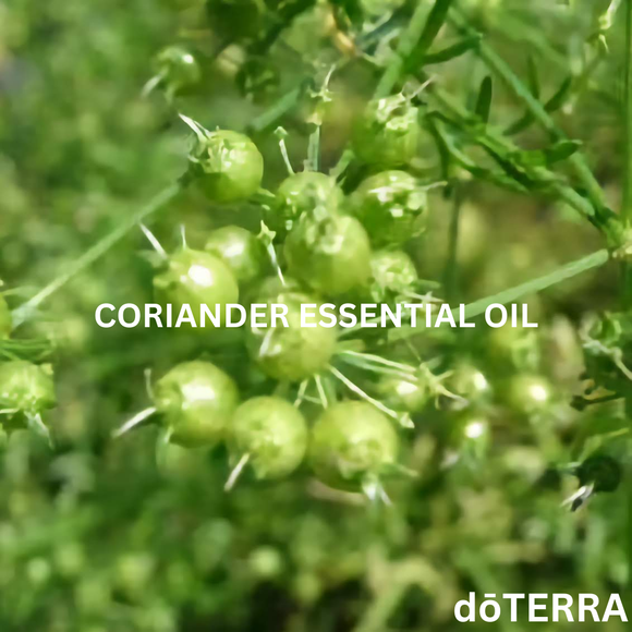 dōTERRA Coriander Essential Oil - 15 ml | Aromatherapy Essential Oils | Access Possibilities