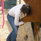 Equine Energetic Synthesis Of Structural Embodiment with Julie D. Mayo | ESSE For Horses | On-Site Equine Services | Access Possibilities