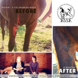 Raven Before and After Energetic Synthesis of Structural Embodiment For Horses | ESSE for Horses with Julie D. Mayo | On-Site Equine Services | Access Possibilities