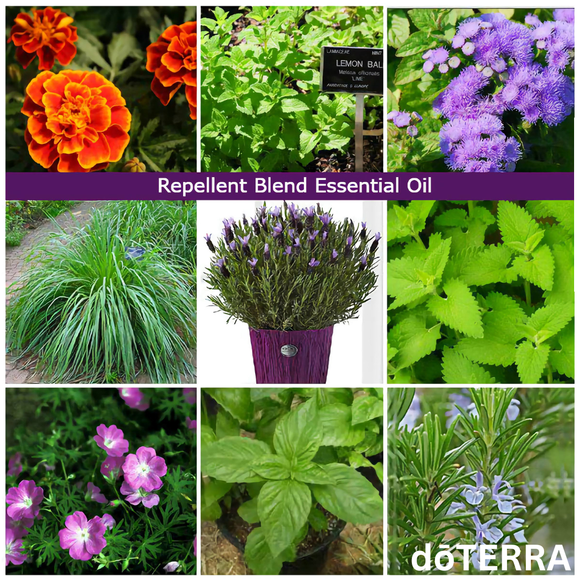 dōTERRA TerraShield Repellent Blend Essential Oil - 15ml | Aromatherapy Essential Oils | Access Possibilities