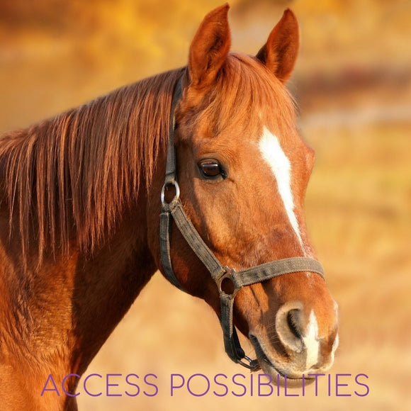 Verbal Processing Facilitation For Horses with Julie D. Mayo | Equine Facilitation | On-Site Equine Services | Access Possibilities