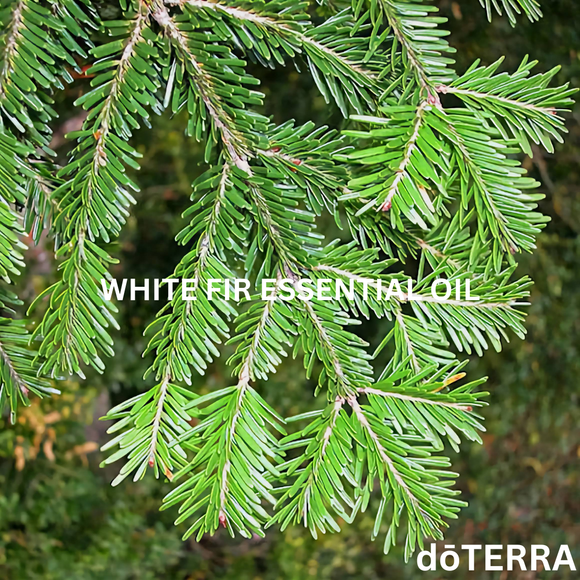 dōTERRA White Fir Essential Oil - 15ml | Aromatherapy Essential Oils | Access Possibilities