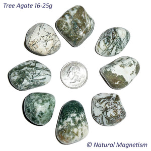 Large Tree Agate Tumbled Stones AKA Dendritic Quartz