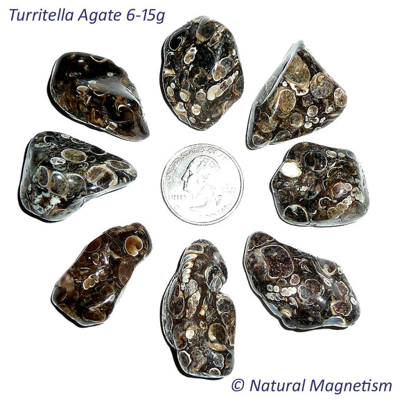 Medium Turritella Agate Tumbled Stones From Africa AKA Turritella Fossil