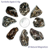Medium Turritella Agate Tumbled Stones From Africa AKA Turritella Fossil