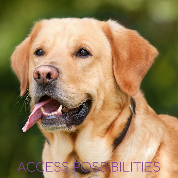 Verbal Processing Facilitation For Pets And Animals | Animal Facilitation with Julie D. Mayo | Alternative Pet Services | Access Possibilities